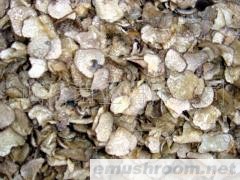 批发 野生食品 野生牛肝菌 云南特产