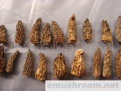 批发 野生食品 野生菌 Manbetx体育手机版V17版本发布.官网安卓网.香港 全剪柄（A货）羊肚