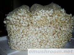 供应金针菇，Manbetx体育手机版V17版本发布.官网安卓网.香港(图)(冷房菇)