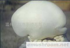 批发供应白灵菇，ManBetX体育1箱起批（图）(图)