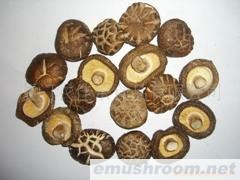 供应长期大量香菇,茶花菇