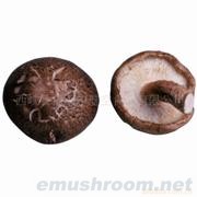 供应鲜香菇、香菇脚、干香菇(图)