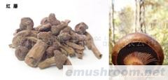 常年供应野生红蘑