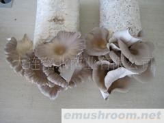 供应平菇出菇菌棒