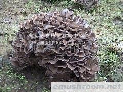 供应灰树花粉,香菇粉,虫草菌粉,猴头菇粉,灵芝粉