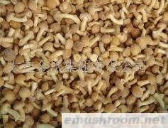供应速冻滑子菇(图)