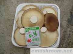 供应杯蕈（猪肚菇）