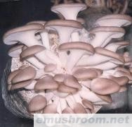供应秀珍菇