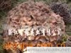 供应灰树花粉，香菇多糖，猴头菇多糖，茯苓多糖