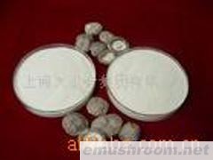 供应姬松茸细粉