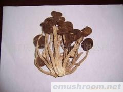 供应茶树菇