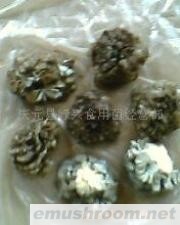 供应Manbetx体育手机版V17版本发布.官网安卓网.香港，盐渍灰树花