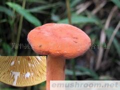 供应野生奶浆菌