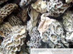 供应野生ManBetX体育(图)