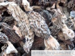 供应野生ManBetX体育(图)