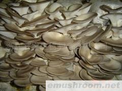 供应平菇粉、蘑菇粉、香菇粉