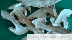 产地批发-干松蘑 松茸