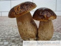 产地批发-干牛肝菌,冻牛肝菌,礼品盒牛肝菌