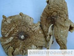 产地批发-干鸡棕,鸡枞