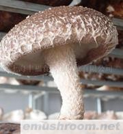 供应出口香菇菌棒