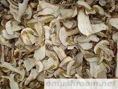 boletus edulis ,美味牛肝菌