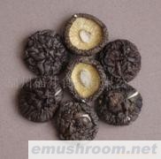 供应香菇，菌床足切厚菇