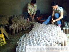 供应Manbetx体育手机版V17版本发布.官网安卓网.香港种(图)