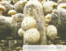 供应出口级/白花菇菌棒