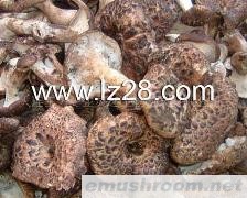 供应虎掌菌、枣翘鳞肉齿菌