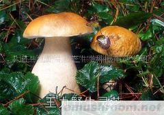 供应牛肝菌