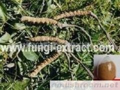 供应Manbetx体育手机版推荐A9版本提取物、灵芝多糖、虫草多糖、灰树花多糖