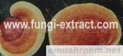 供应赤灵芝多糖,灵芝提取物(图)