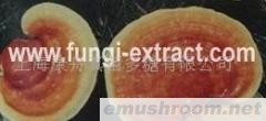 供应赤灵芝多糖,灵芝提取物(图)