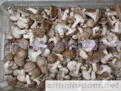 供应香菇