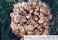 供应灰树花粉、灵芝破壁孢子粉(图)