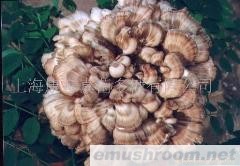 供应灰树花粉、灵芝破壁孢子粉(图)