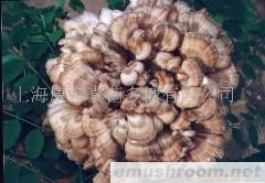 供应灰树花粉、灵芝破壁孢子粉(图)