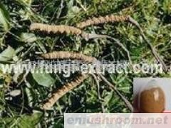 供应Manbetx体育手机版推荐A9版本提取物、灵芝多糖