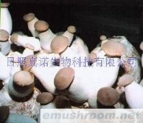 供应杏鲍菇