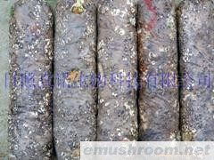 供应供应香菇菌棒(图)