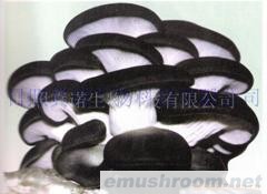 供应优质平菇(图)