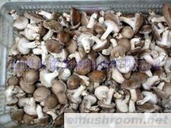 供应优质香菇(图)