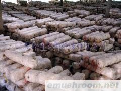 供应香菇菌棒
