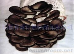 供应优质平菇