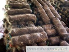 供应优质香菇菌棒(图)