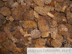 供应速冻ManBetX体育