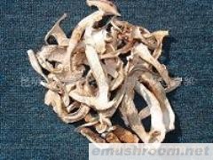 供应松茸 色白  无杂质