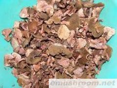 供应 红乳牛肝菌 野生菌 ManBetX体育