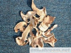 供应老人头菌  干品 鲜品 Manbetx体育手机版V17版本发布.官网安卓网.香港