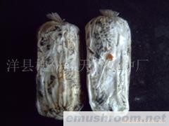 供应天麻萌发菌